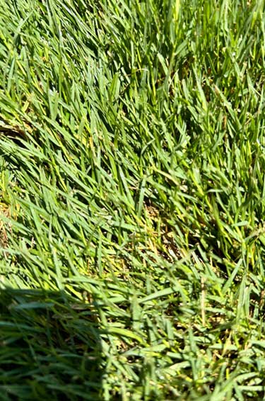 Bermuda Sod Installation in Mansfield TX