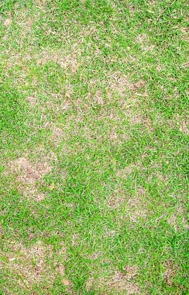 Brown Patch Disease Treatment