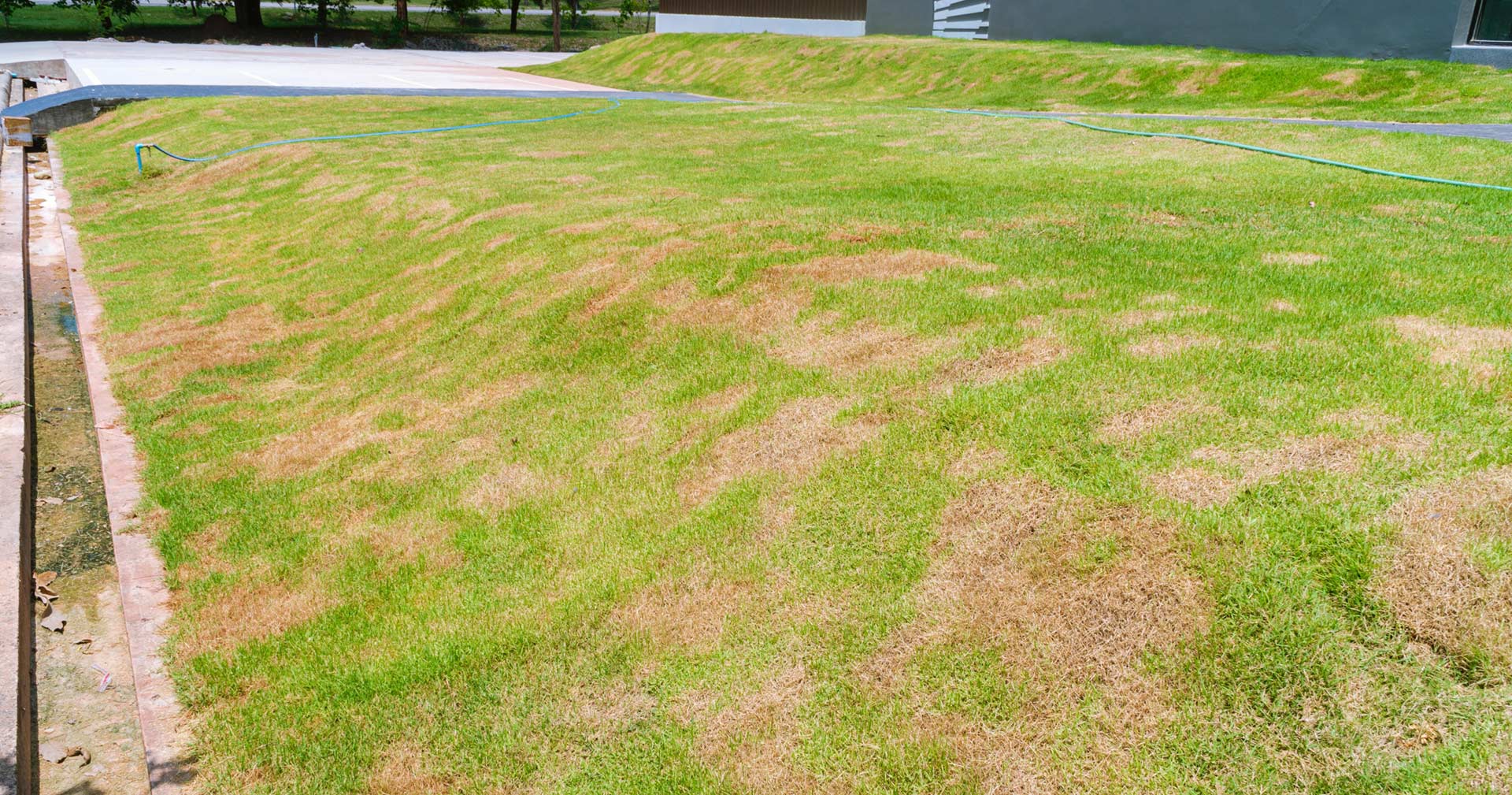 Brown Patch Disease Treatment in Mansfield