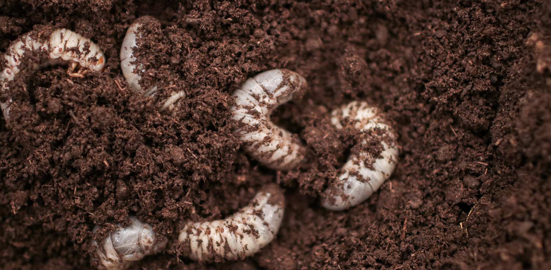 Lawn Grub Control in Mansfield