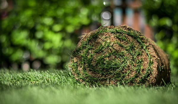 Dallas Sod Installation Solutions
