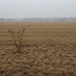 How to Revive Dead Grass: Fact vs. Fiction