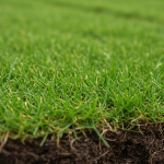 6 Reasons Your New Sod Might Not Be Growing Roots