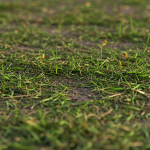 Can Grass Clippings Grow New Grass?
