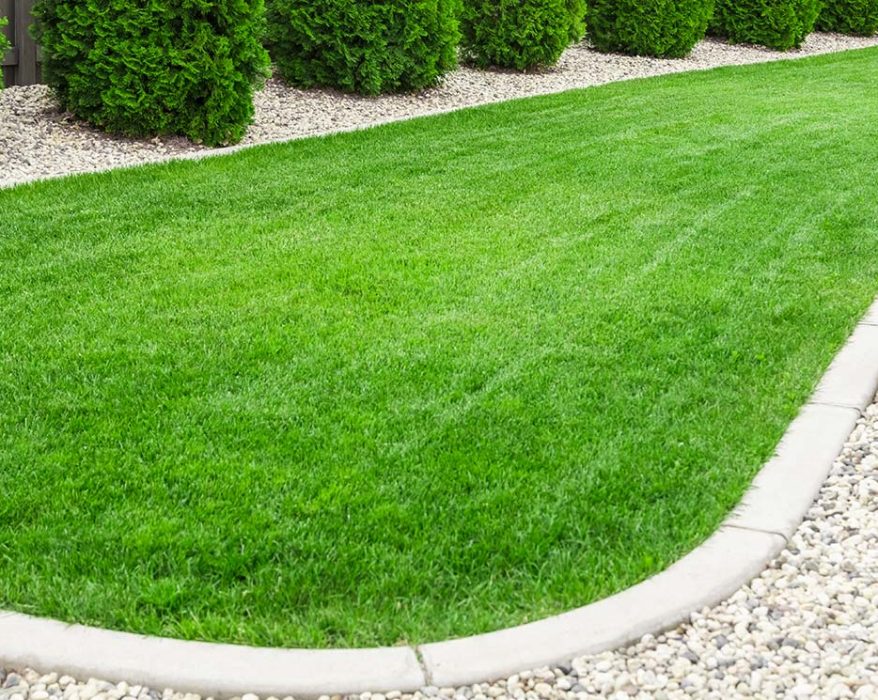 Fescue Grass vs. Crabgrass: A Comprehensive Lawn Comparison