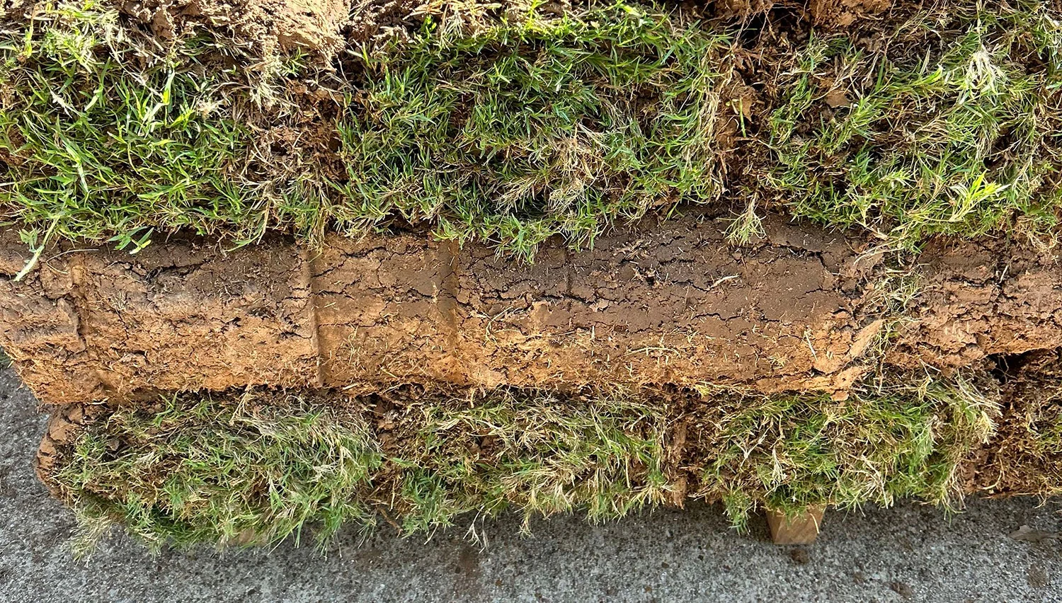 Sod vs Seeding for Texas Lawns